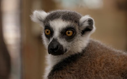 Thermage 效果全面解析：深入了解非侵入式拉皮技術