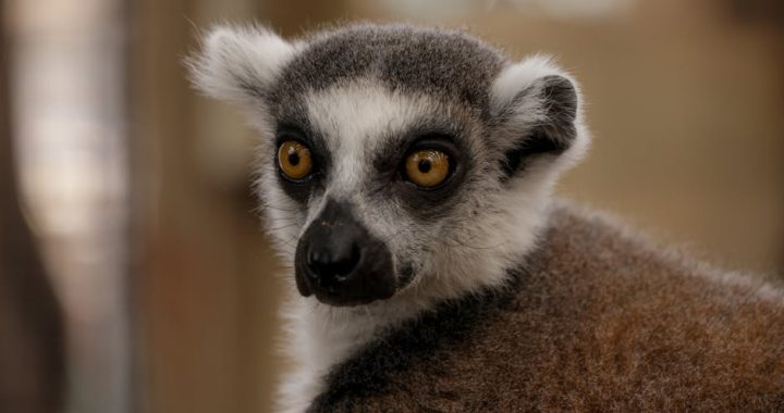 Thermage 效果全面解析:深入了解非侵入式拉皮技術